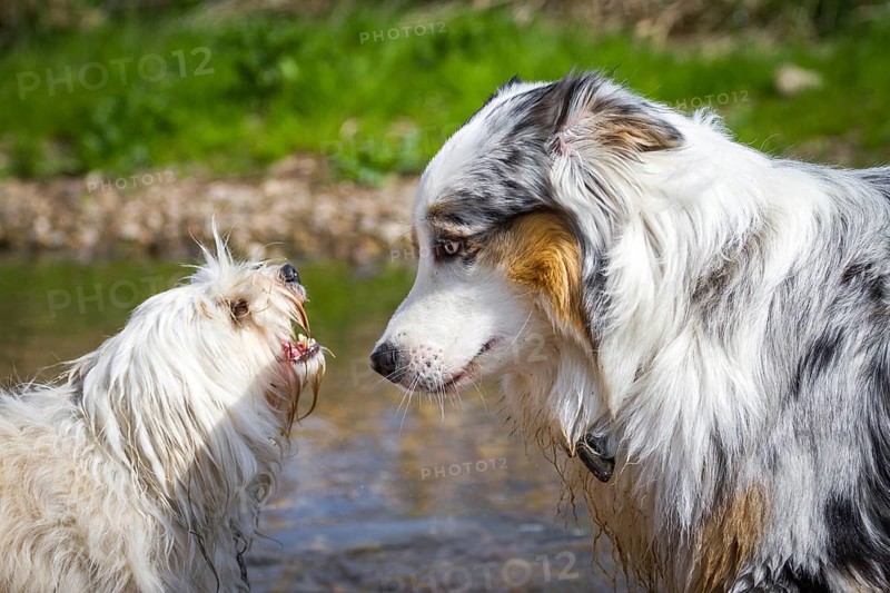 An Australian Shepherd is intimidated by a small white dog