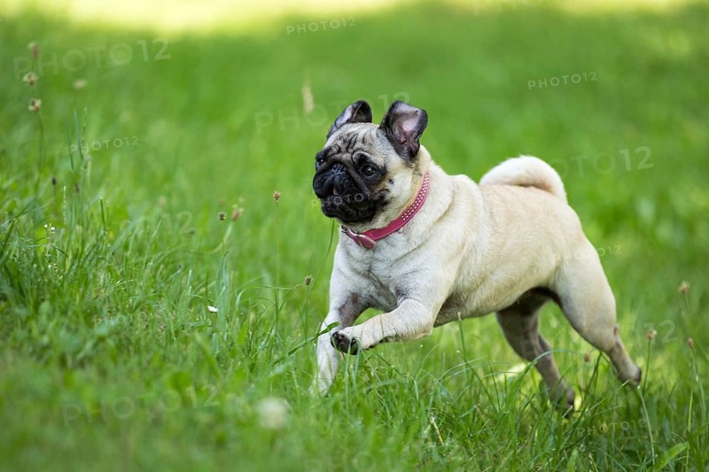 A brown pug runs through a green meadow