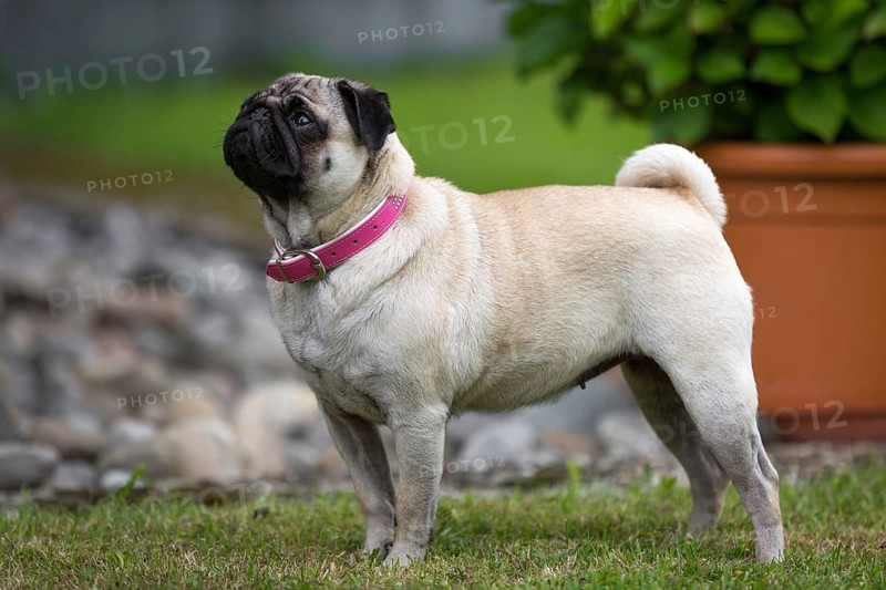 A pug stands in a typical pug pose in a meadow