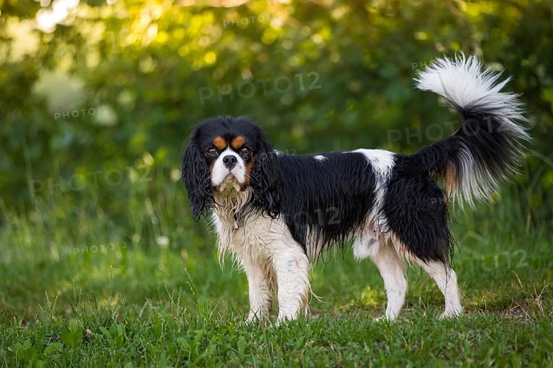 A Cavalier King Charles Spaniel standing wet in a meadow after a bath