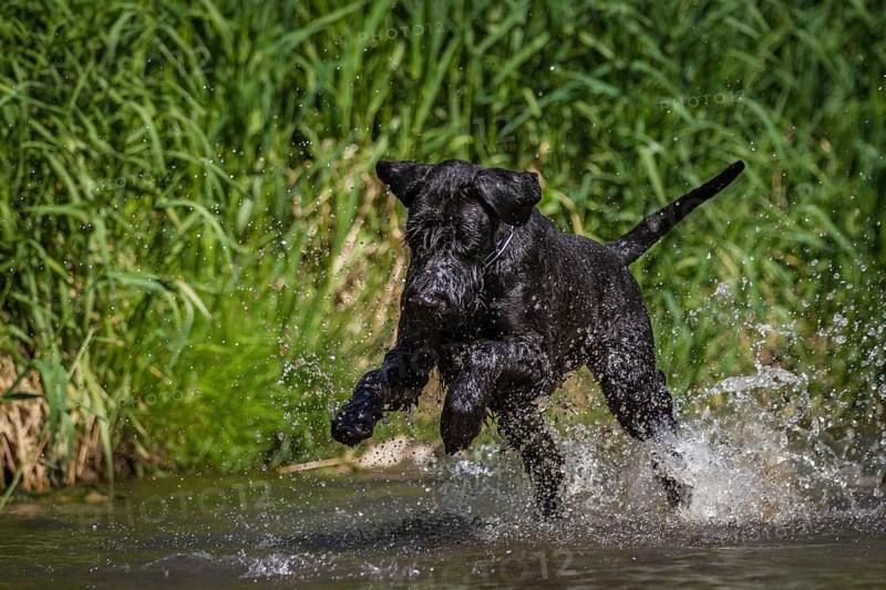 Black giant schnauzer plays with stones in the water