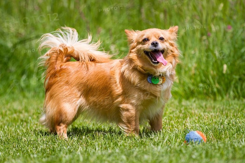 Light brown dog standing in a meadow in front of a colourful ball