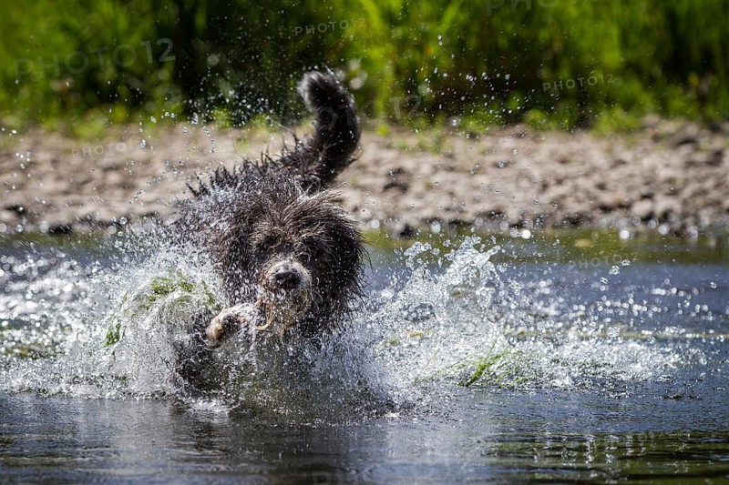 A Border Collie, Bearded Collie mix is splashing around in the water