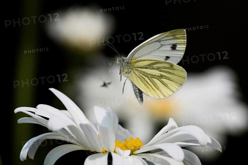 A green-veined white (Pieris napi) flies just above a daisy flower, Hesse, Germany, Europe
