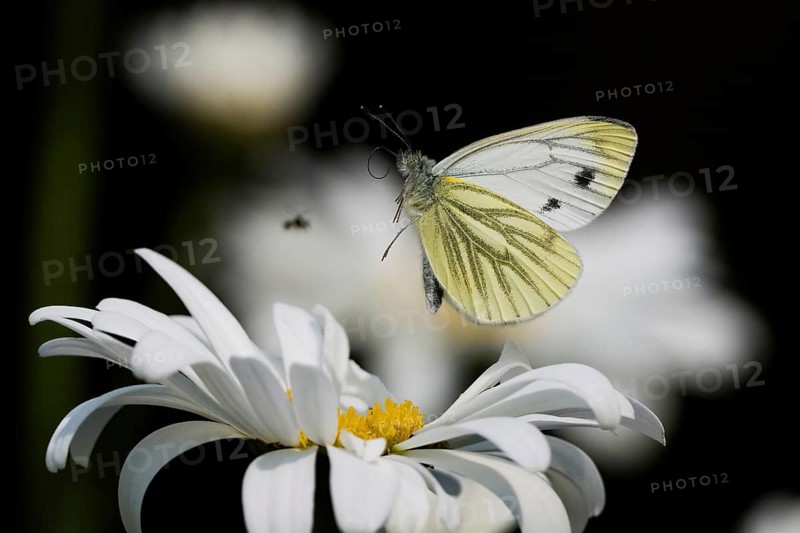 A green-veined white (Pieris napi) flies over a daisy flower, Hesse, Germany, Europe