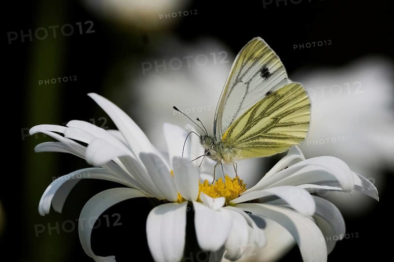 A green-veined white (Pieris napi) on a daisy flower, Hesse, Germany, Europe