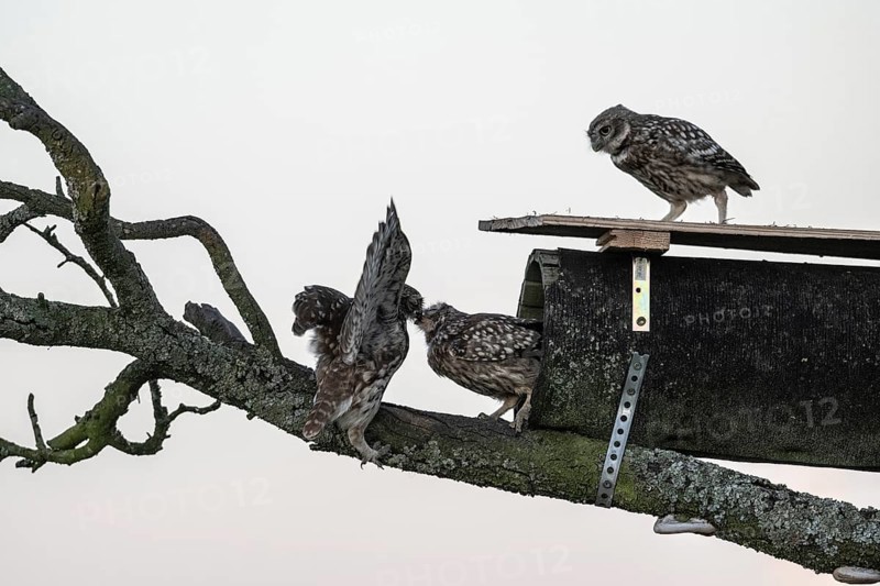 Little owls (Athene noctua), Emsland, Lower Saxony, Germany, Europe