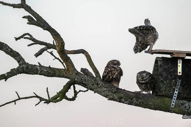 Little owls (Athene noctua), Emsland, Lower Saxony, Germany, Europe