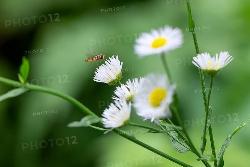 White flowers of Erigeron annuus (Erigeron annuus) with a hoverfly (Syrphidae), Ternitz, Lower Austria, Austria, Europe