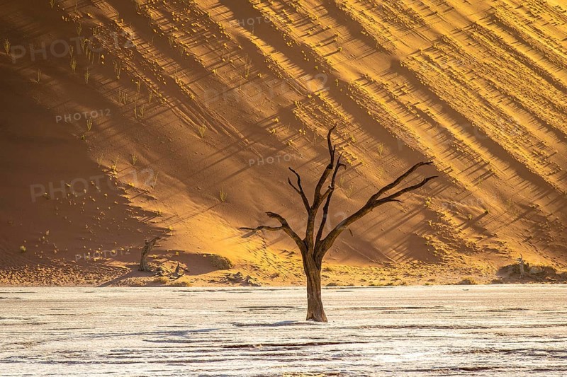 Camel thorn acacia in Deadvlei, Sossusvlei Park, Namib, Namibia, Africa