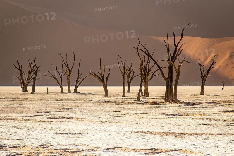 Camel thorn acacia in Deadvlei, Sossusvlei Park, Namib, Namibia, Africa