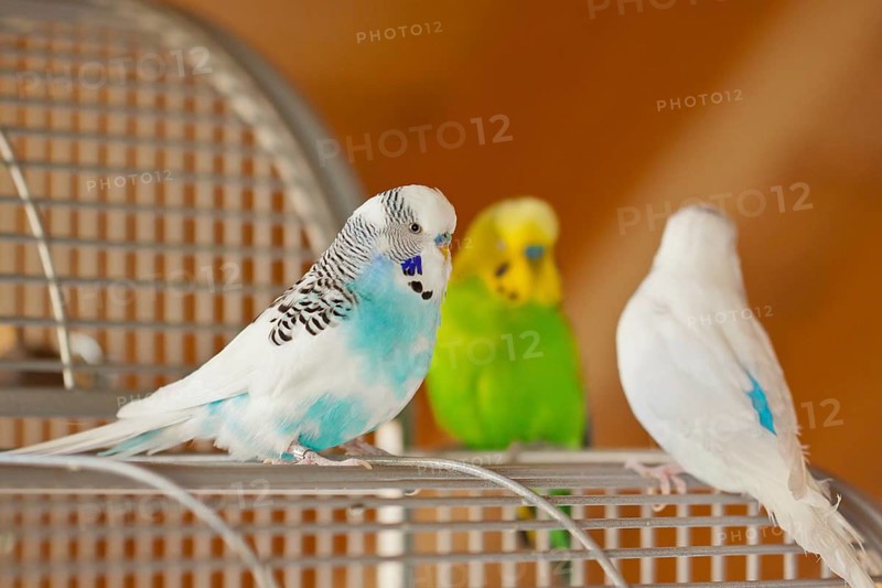 Budgies (Melopsittacus undulatus)