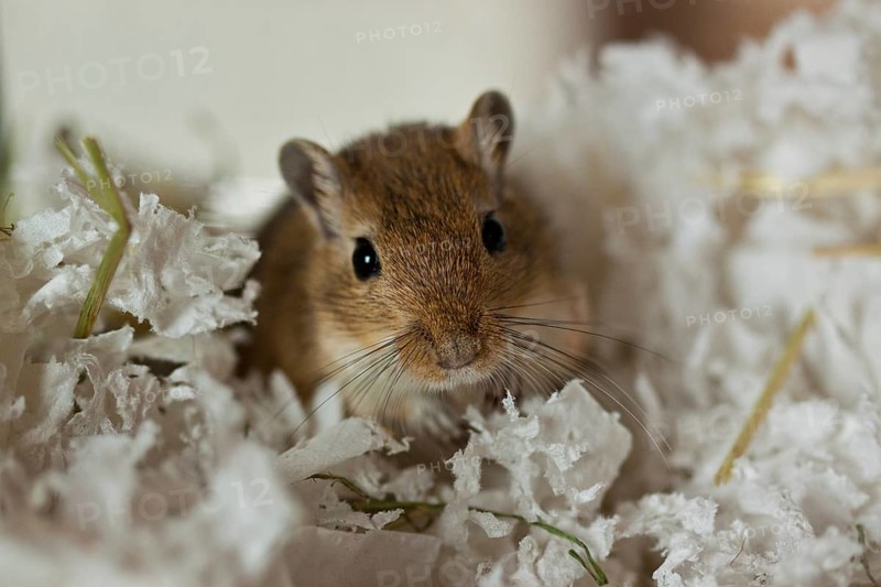 Mongolian gerbil (Meriones)