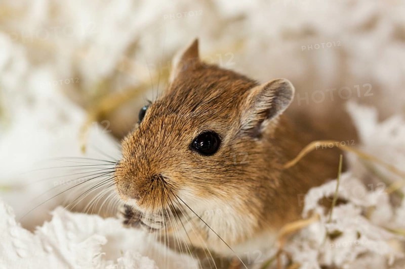Mongolian gerbil (Meriones) in the aquarium
