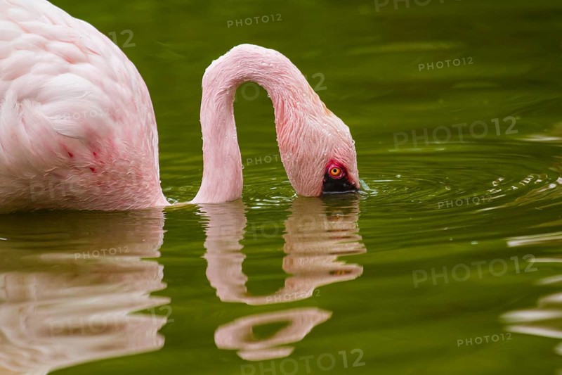 Lesser flamingo (Phoeniconaias minor)