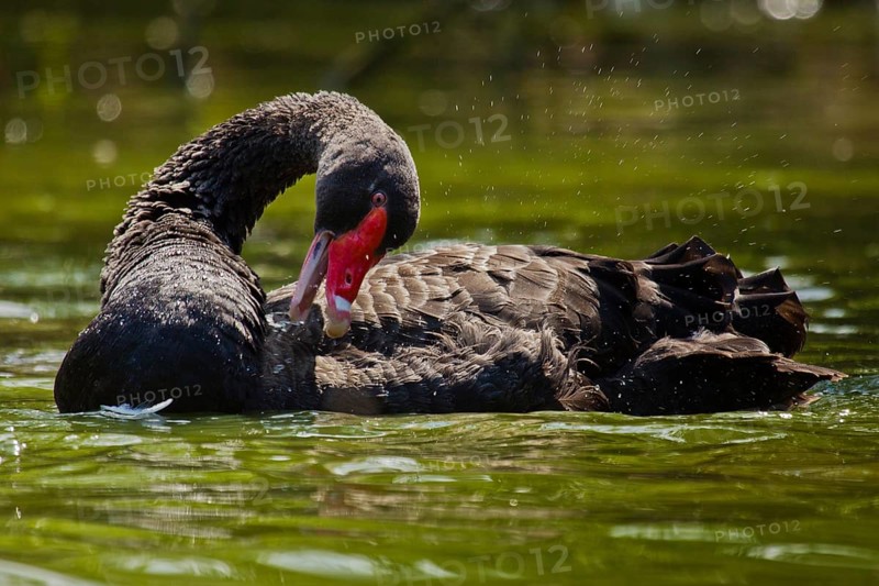 Black swan grooming its feathers