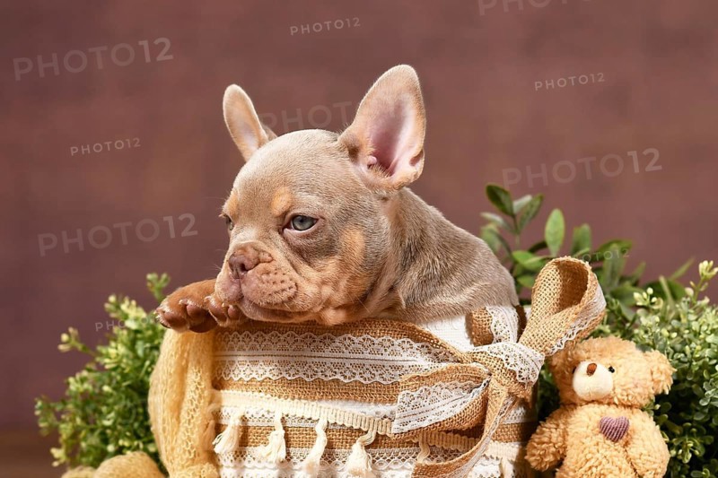 New Shade Isabella Tan French Bulldog dog puppy in box with boho style decoration in front of brown background
