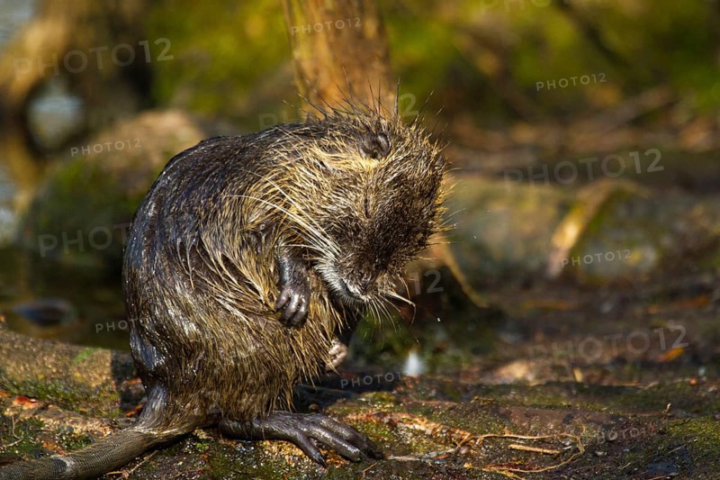Nutria (Myocastor coypus) cleaning itself