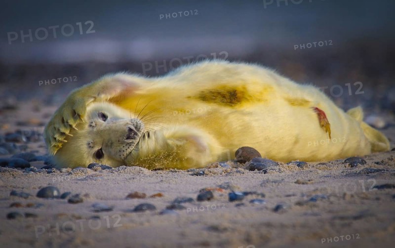 Newborn grey seal (Halichoerus grypus) with umbilical cord