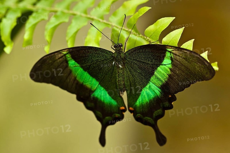 Emerald swallowtail (Papilio palinurus)