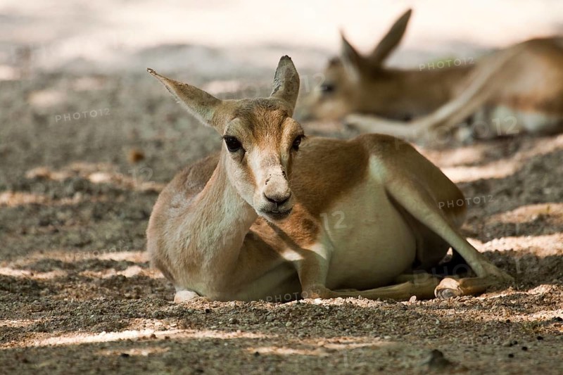 Persian goitered gazelle (Gazella subgutturosa subgutturosa)