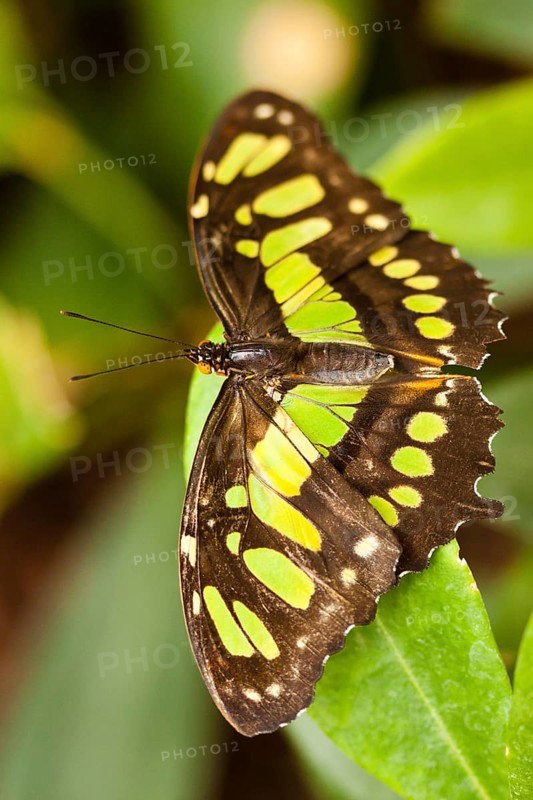 Malachite butterfly (Siproeta stelenes)