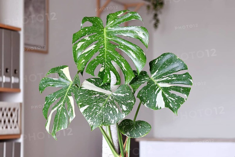 Beautiful tropical 'Monstera Deliciosa Thai Constellation' houseplant with white sprinkled varigated leaves