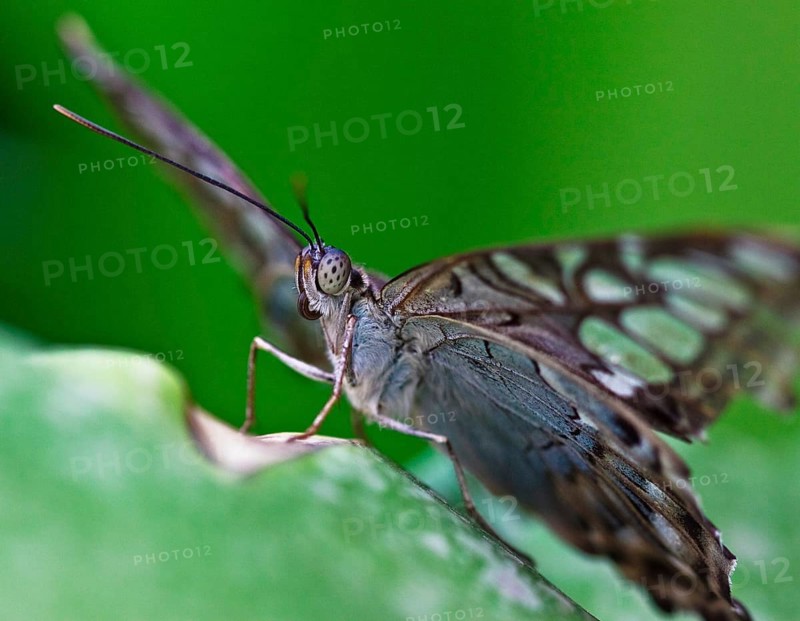 Blue Parthenos sylvia, South Asia, also called Parthenos sylvia