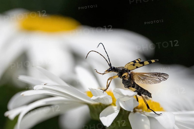 A spotted longhorn (Rutpela maculata) with open wings on a daisy, Hesse, Germany, Europe