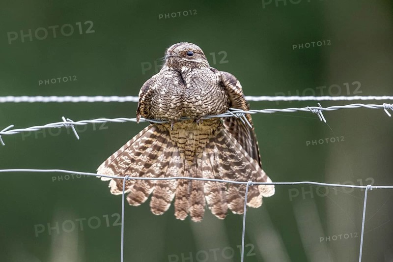 Nightjar, nightjar (Caprimulgus europaeus) sitting on a pasture fence, Emsland, Lower Saxony, Germany, Europe