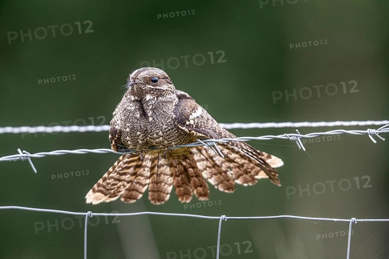 Nightjar, nightjar (Caprimulgus europaeus) sitting on a pasture fence, Emsland, Lower Saxony, Germany, Europe