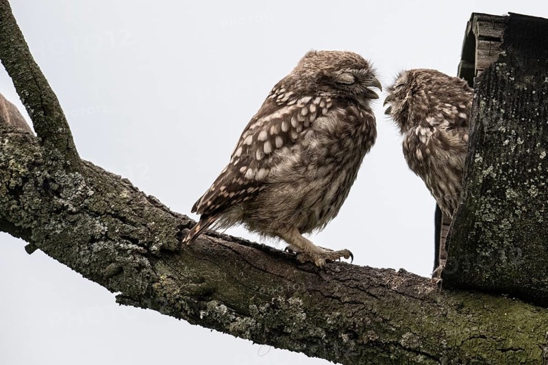 Young little owls (Athene noctua), Emsland, Lower Saxony, Germany, Europe