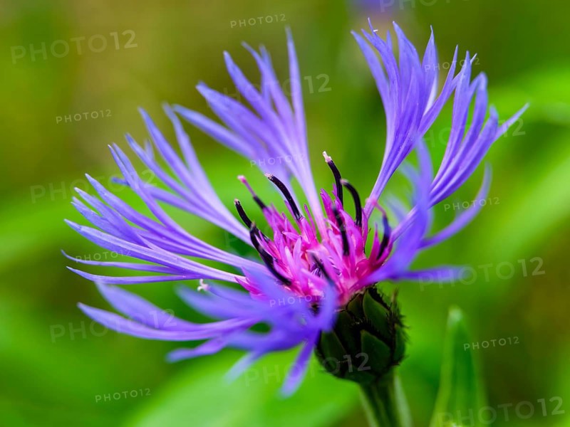 Perennial cornflower (Centaurea montana), Archenkanzel, Berchtesgaden National Park, Schonau am Konigssee, Berchtesgadener Land, Upper Bavaria, Bavaria, Germany, Europe