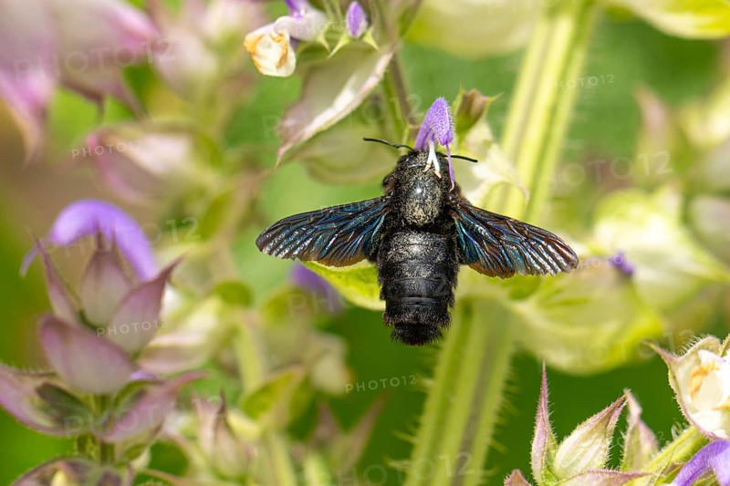 Violet carpenter bee (Xylocopa violacea) collecting nectar on clary (Salvia sclarea) flowers, Ternitz, Lower Austria, Austria, Europe