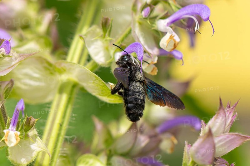 Violet carpenter bee (Xylocopa violacea) collecting nectar on clary (Salvia sclarea) flowers, Ternitz, Lower Austria, Austria, Europe