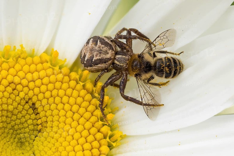 A brown crab spider or bush crab spider (Xysticus scalloped ribbonfish) with a captured bee on a daisy, Hesse, Germany, Europe