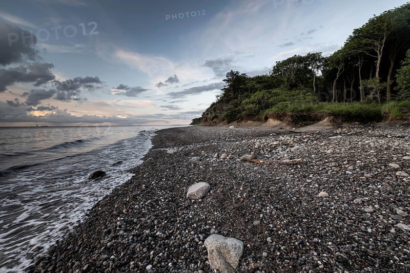 Steep coast, ghost forest, Nienhagen, Mecklenburg-Western Pomerania, Germany, Europe