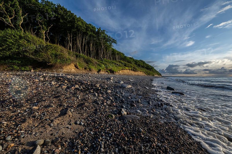 Steep coast, ghost forest, Nienhagen, Mecklenburg-Western Pomerania, Germany, Europe
