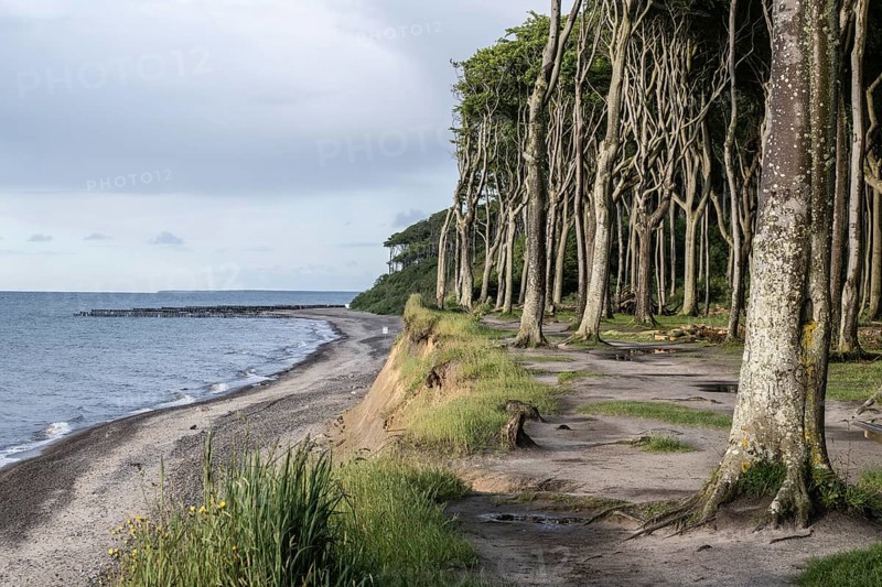 Steep coast, ghost forest, Nienhagen, Mecklenburg-Western Pomerania, Germany, Europe