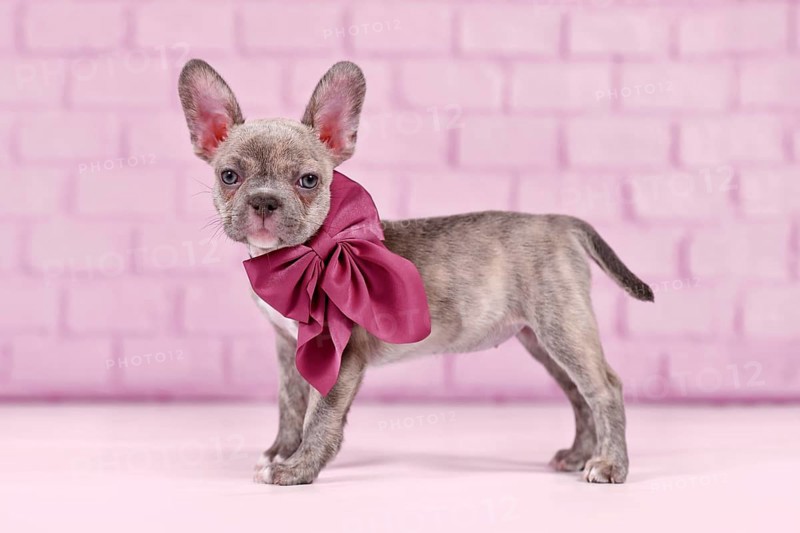 Young Lilac Brindle French Bulldog dog puppy with healthy long nose and ribbon in front of studio background