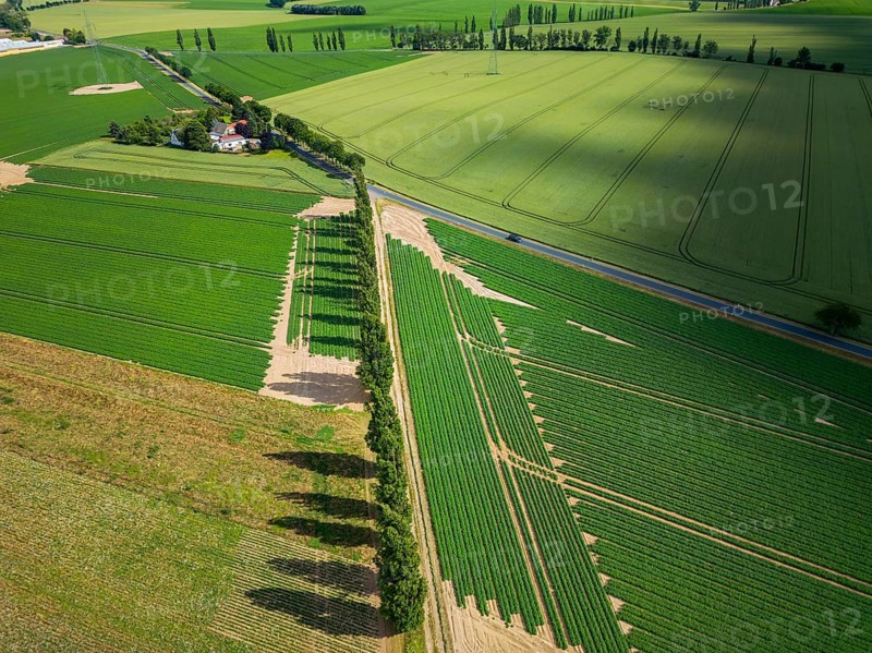 The Gert Harz farm near Lommatzsch propagates wild plants on a total of 70 hectares, Agriculture, Trogen, Saxony, Germany, Europe