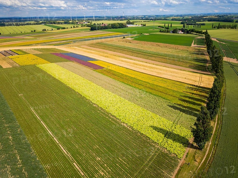 The Gert Harz farm near Lommatzsch propagates wild plants on a total of 70 hectares, Agriculture, Trogen, Saxony, Germany, Europe