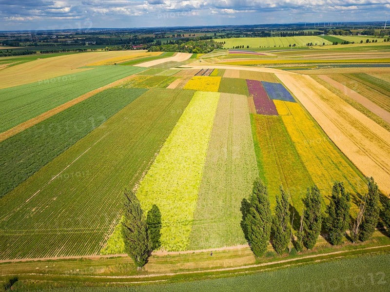The Gert Harz farm near Lommatzsch propagates wild plants on a total of 70 hectares, Agriculture, Trogen, Saxony, Germany, Europe