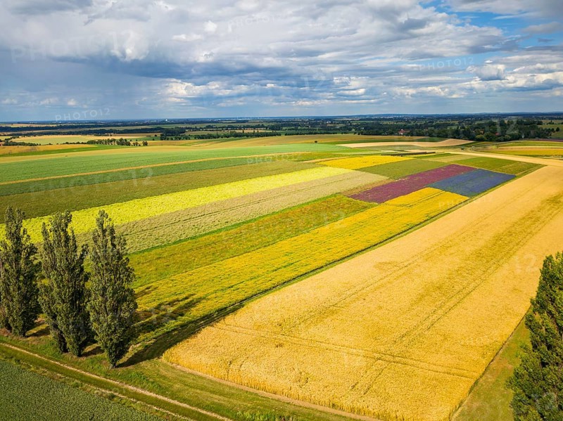 The Gert Harz farm near Lommatzsch propagates wild plants on a total of 70 hectares, Agriculture, Trogen, Saxony, Germany, Europe