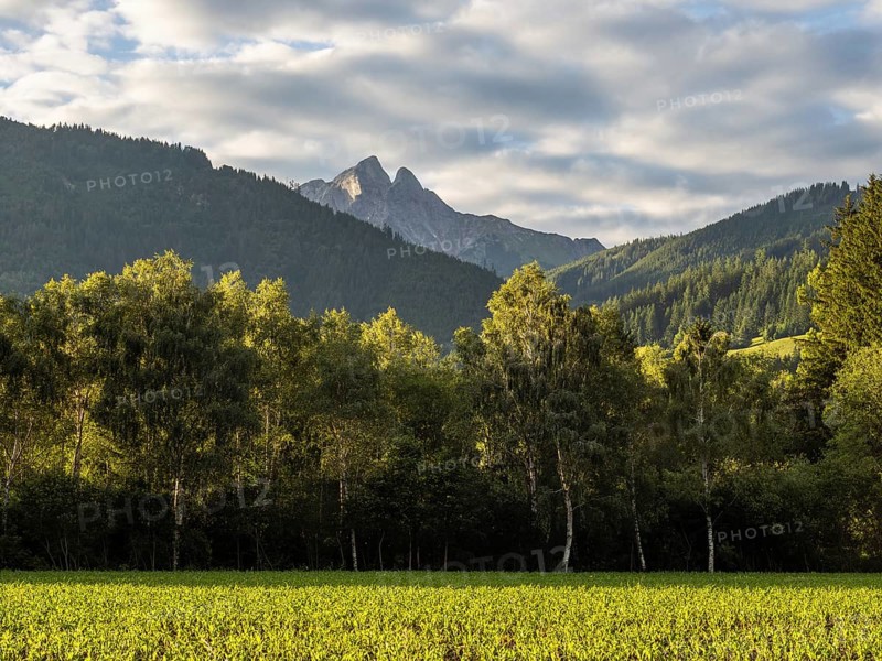 Field at the edge of the forest, behind the Admonter Reichenstein, near Gaishorn am See, Styria, Austria, Europe
