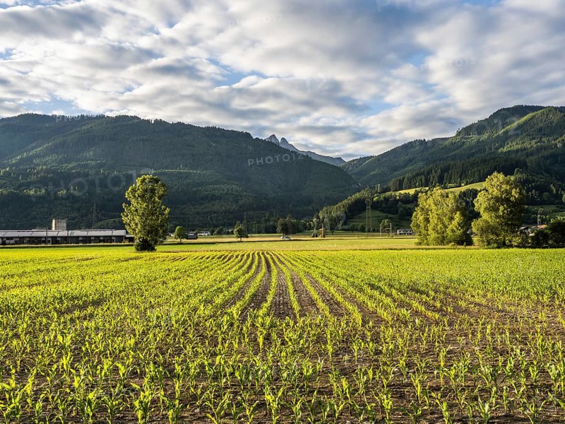 Field at the edge of the forest, behind the Admonter Reichenstein, near Gaishorn am See, Styria, Austria, Europe