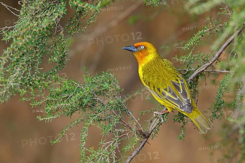 Cape weaver (Ploceus capensis), West Coast National Park, Langebaan, Western Cape, South Africa, Africa