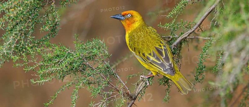 Cape weaver (Ploceus capensis), West Coast National Park, Langebaan, Western Cape, South Africa, Africa