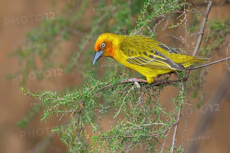 Cape weaver (Ploceus capensis), West Coast National Park, Langebaan, Western Cape, South Africa, Africa