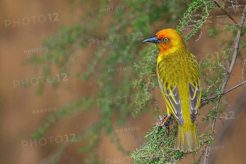 Cape weaver (Ploceus capensis), West Coast National Park, Langebaan, Western Cape, South Africa, Africa